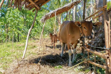İnek barınağın altında duruyor ve taze ot yiyor. Sığır sığırı Balili çiftçiler. Kahverengi bir inek doğrudan kameraya bakar. Tropik arkaplan.