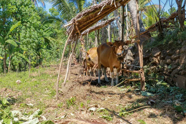 Vache Tient Sous Abri Mange Herbe Fraîche Bovins Boucherie Fermiers — Photo