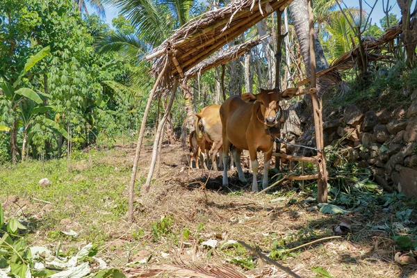 Vache Tient Sous Abri Mange Herbe Fraîche Bovins Boucherie Fermiers — Photo