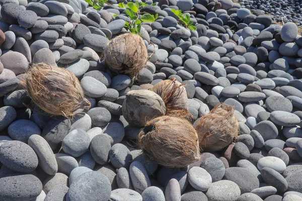 Kókuszdió a kavicsos parton. Kókuszpálma gyümölcs a strandon. Barna kókuszdiót dobtak a tengerből a köves tengerpartra. Napsugarak strand — Stock Fotó