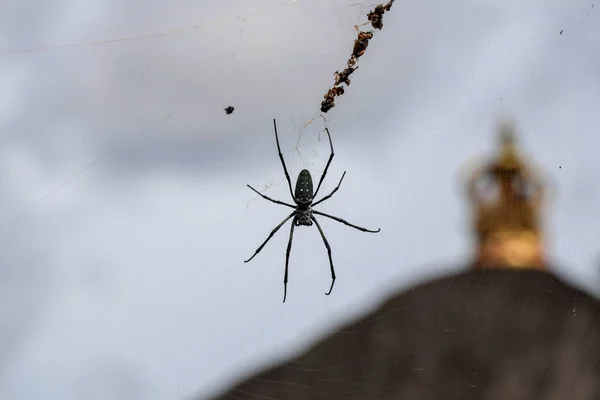 Giftige Spinne Netz Große Spinne Netz — Stockfoto
