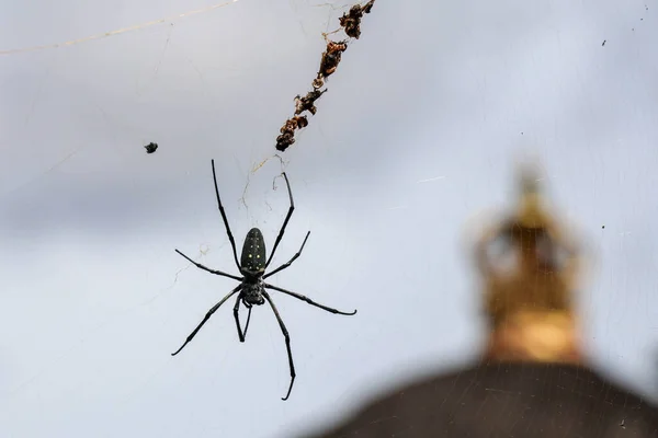 Giftige Spinne Netz Große Spinne Netz — Stockfoto
