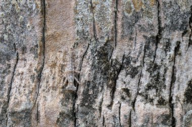 Eurybrachyid perisi. Palmiye ağacının gövdesinde bitki yetiştirici. Eurybrachyid Planthopper perisi arka planla mükemmel uyum sağlar. Ağaç kabuğunda mükemmel taklidi yapan küçük bir böcek. Bali, Endonezya.