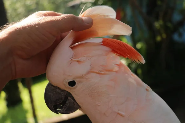 Kadın Eli Güzel Bir Papağan Örneğine Dokunuyor Şirin Cacatua Moluccensis — Stok fotoğraf
