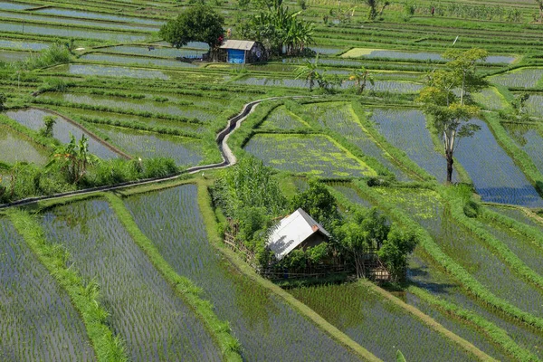 Huts Middle Rice Fields Farmers Shelter — Stock Photo, Image