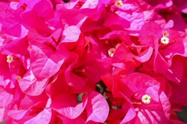 Güzel tropikal pembe ya da kırmızı Bougainvillea çiçekleri Asya çiçeklerinin yeşil arka planında bir dalda. Makro fotoğraf yakın çekim.