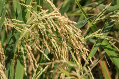 Organik tarlada çeltik ya da pirinç kulağını kapat, tarım kavramı.