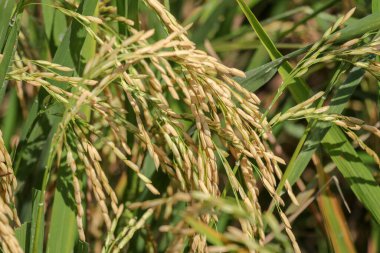 Organik tarlada çeltik ya da pirinç kulağını kapat, tarım kavramı.