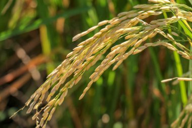 Organik tarlada çeltik ya da pirinç kulağını kapat, tarım kavramı.