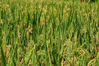 Yeşil çimenlikteki olgunlaşmış altın pirinç tarlası. Bali, Endonezya.