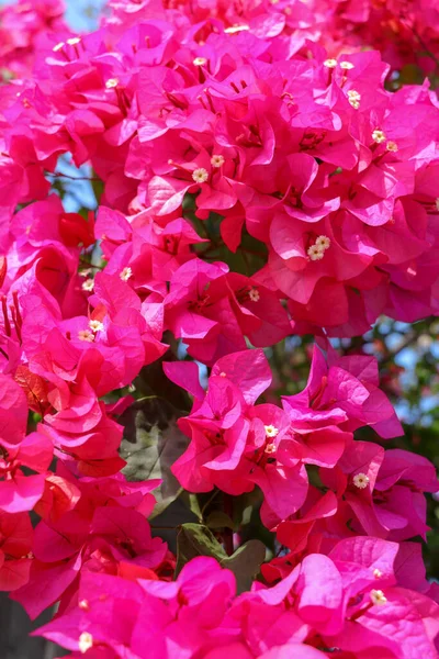 Beautiful Tropical Exotic Pink Red Bougainvillea Flowers Branch Green Background — Stock Photo, Image