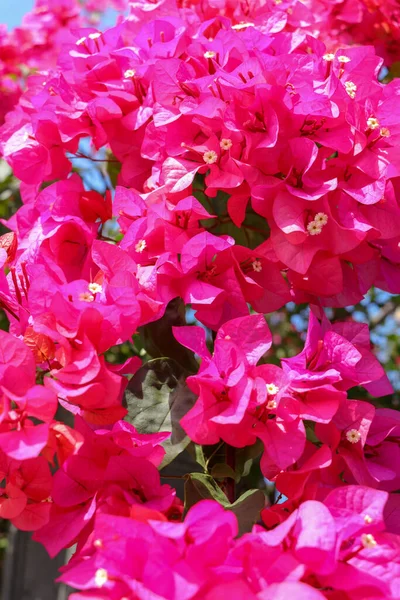 Hermosas Flores Tropicales Exóticas Color Rosa Rojo Bougainvillea Una Rama — Foto de Stock