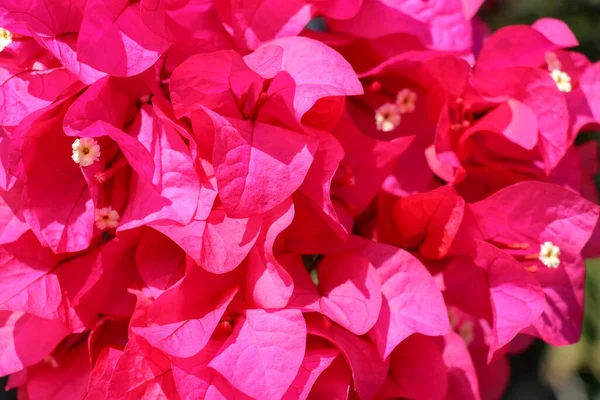 Belas Flores Bougainvillea Rosa Exóticas Tropicais Vermelhas Ramo Contexto Verde — Fotografia de Stock