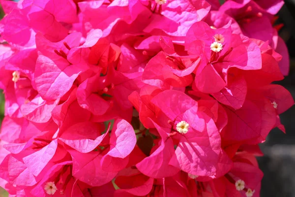 Belas Flores Bougainvillea Rosa Exóticas Tropicais Vermelhas Ramo Contexto Verde — Fotografia de Stock