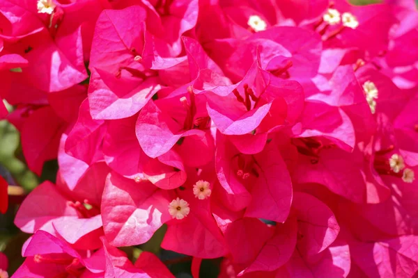 Belas Flores Bougainvillea Rosa Exóticas Tropicais Vermelhas Ramo Contexto Verde — Fotografia de Stock
