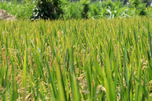 Fält Med Mognat Gyllene Ris Grönt Gräs Bali Indonesien — Stockfoto