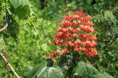 Pagoda çiçeği otçul ve orta boy bir çalıdır. Sel veya suda bulunur. Sandık yer altında. Sapları yere paraleldir, yıl boyunca çiçek açar..