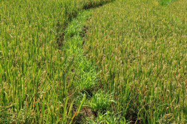 Yeşil çimenlikteki olgunlaşmış altın pirinç tarlası. Bali, Endonezya.