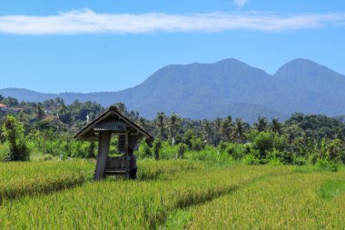 Çiftçi pirinç tarlalarında sıcak güneşten saklanıyor. Arka planda dağlar yükselir.
