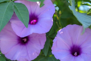Parlak lavanta çiçeği Ipomoea cairica yakın plan. Yeşil yapraklardan oluşan arka planda pembe çiçek.
