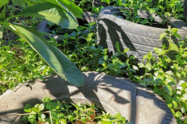 Ormanda bırakılmış eski bir araba lastiği. Doğal çevreyle kirletilmiş. Yaz mevsimi. Yasadışı çöp öğütme. Eski araba lastikleri doğada.