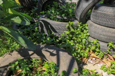 Ormanda bırakılmış eski bir araba lastiği. Doğal çevreyle kirletilmiş. Yaz mevsimi. Yasadışı çöp öğütme. Eski araba lastikleri doğada.