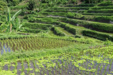 Çeltik tarlasında taze pirinç yetişiyor. Pirinç alanı.