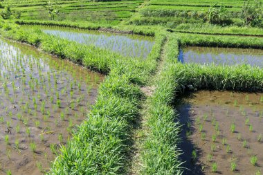 Çeltik tarlasında taze pirinç yetişiyor. Pirinç alanı.