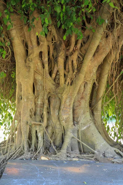 Nahaufnahme Von Banyan Baumstammwurzeln Mit Schnitzereien Wurzeln Von Baum Und — Stockfoto