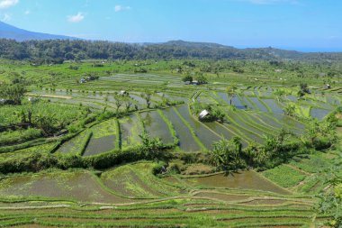 Çiftçilerin barındığı pirinç tarlalarının ortasındaki kulübeler..