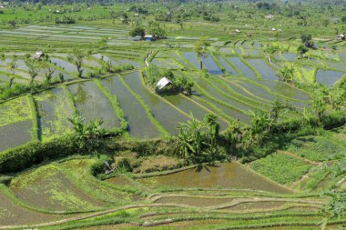 Çiftçilerin barındığı pirinç tarlalarının ortasındaki kulübeler..