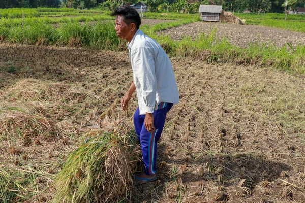 Farmers harvesting rice field. Threshing rice, Farmer manual rice harvest. An elderly Balinese man ties a sheaf.