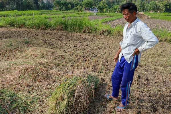 Jordbrukare Som Skördar Risfält Halshuggning Ris Manuell Risskörd Äldre Balinesisk — Stockfoto