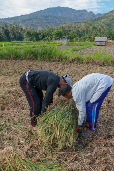 Balinesisk Risodlare Jobbet Skördar Moget Ris Vacker Solig Dag Två — Stockfoto