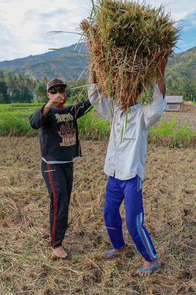 Fazendeiro Arroz Balinês Trabalho Colhendo Arroz Maduro Belo Dia Ensolarado — Fotografia de Stock