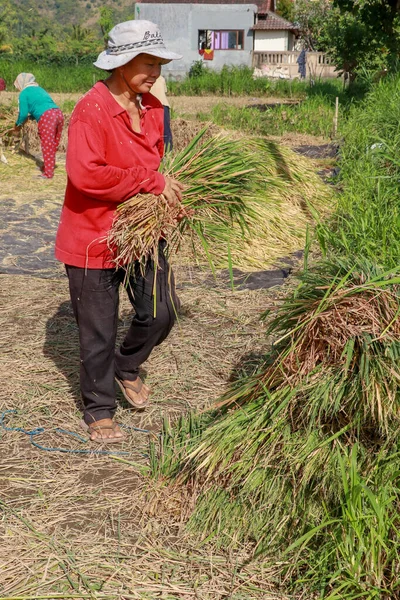 Trabalhadoras Colher Arroz Bali Indonésia Mulher Meia Idade Com Chapéu — Fotografia de Stock