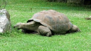 Galapagos dev kaplumbağa, çim yiyen kaplumbağa Chelonoidler..