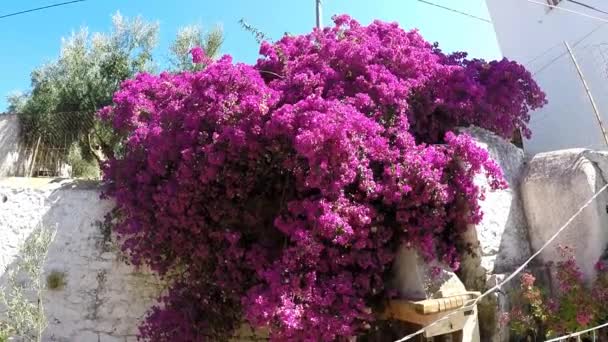 Indah Merah Muda Bougainvillea Menjalar Bunga Bergoyang Dalam Angin Latar — Stok Video