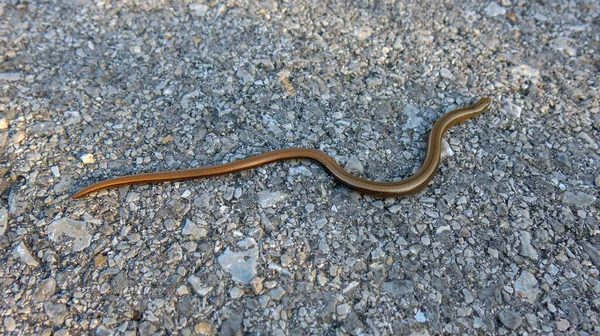 Blind Snake brittle on asphalt road with small stones. Indotyphlops braminus.