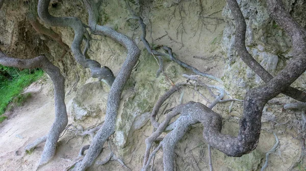 Bella Immagine Grandi Rami Lunghi Radici Ficu Tropicale Nel Parco — Foto Stock