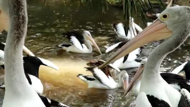Australische Pelican Pelecanus Conspicillatus Close Portret Resolutie — Stockvideo