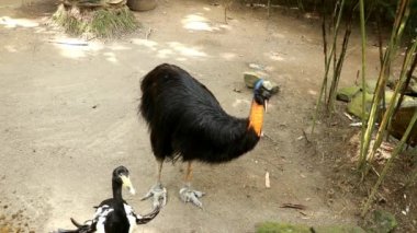 Olgun. Güney Cassowary. Başında ve boynunda tipik mavi ve kırmızı derisi var. Beton bir leğenden su içmek. 4k video
