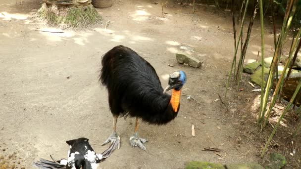 Mature Southern Cassowary Its Typical Blue Red Skin Head Neck — Stock Video