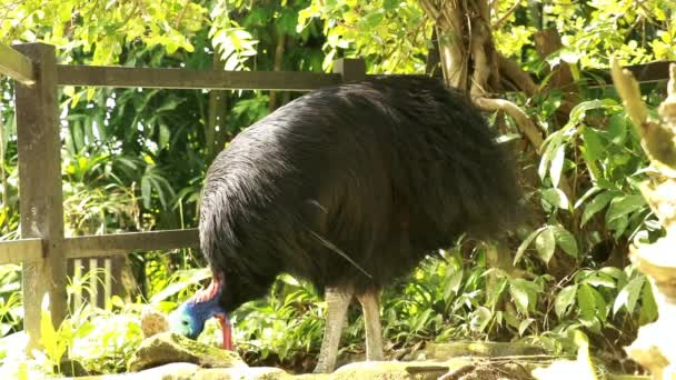 Cassowary Zoológico Dia Ensolarado Handheld Close Tiro Cassowary Come Vídeo — Vídeo de Stock