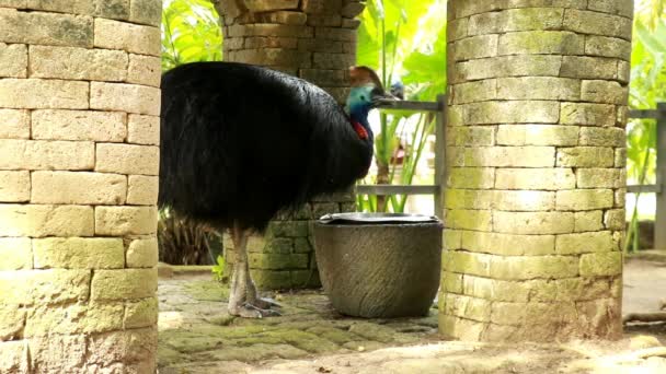 Zoológico Día Soleado Mano Toma Cerca Una Casuística Come Vídeo — Vídeos de Stock