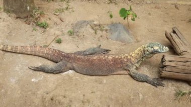 Komodo ejderhası ya da Komodo doğal bir parkta gözlemci - Varanus komodoensis.