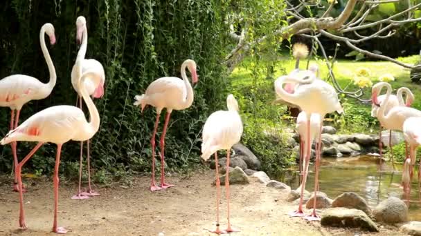 Beeldmateriaal Van Een Groep Flamingo Dierentuin Met Groen Blad Zwembad — Stockvideo