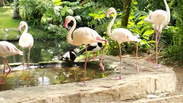 insertion de séquences de groupe de flamants roses dans la zone du zoo avec feuille verte et piscine
