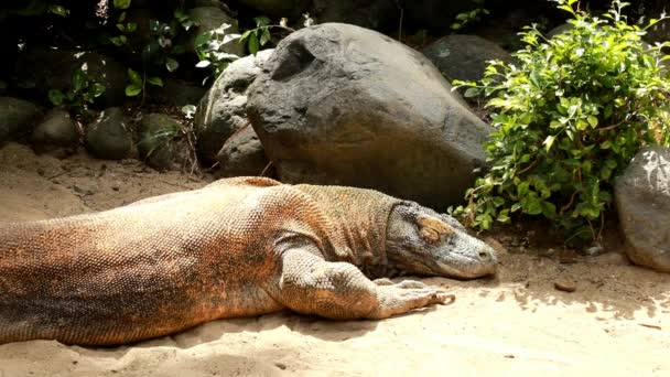 Komodští Draci Národním Parku Komodo Indonésie Detailní Záběr Krásné Pozadí — Stock video