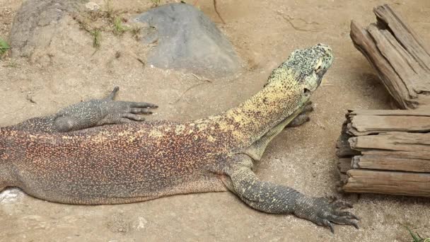 Komodo Dragons Komodo Nationalpark Indonesien Närbild Vacker Bakgrund Video — Stockvideo